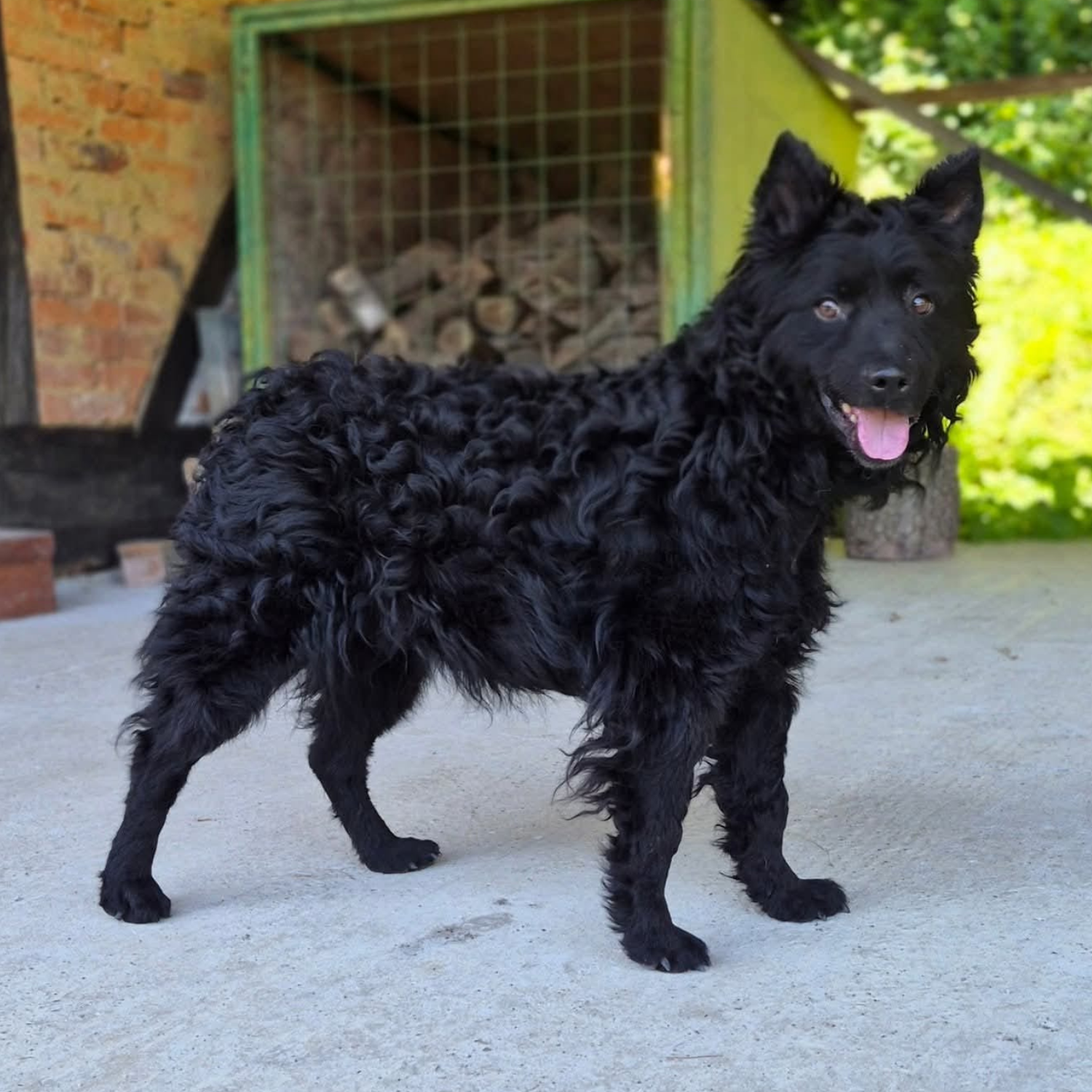 Roko Luč Zagorja